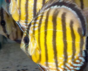 Imagem da notícia - Membros do comitê do CPG realizam visitas técnicas a exportadores de peixes ornamentais