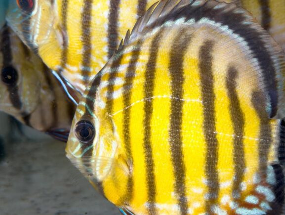 Membros do comitê do CPG realizam visitas técnicas a exportadores de peixes ornamentais